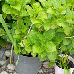 Hydrangea