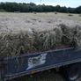 Small square bales of hay Image 2