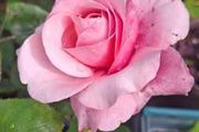 Pink shaded rose