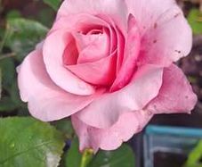 Pink shaded rose