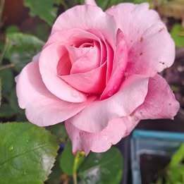 Pink shaded rose