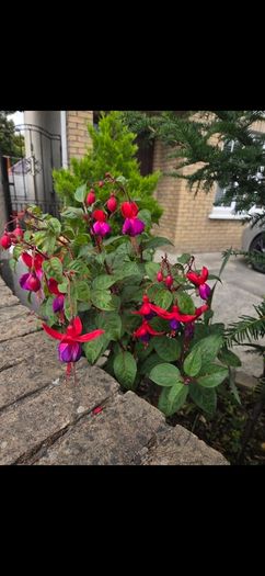 garden plants