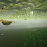 Fish tank including fish Image 8
