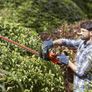 Hedge Trimmer 60cm 600W Corded with Saw Blade (FREE POATAGE) Image 3