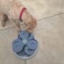 dog Image 5