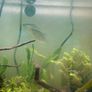 110L fish tank need gone ASAP Image 9