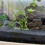 fish Image 4