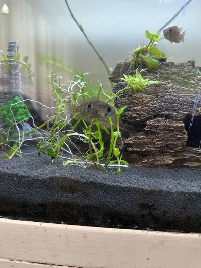 fish