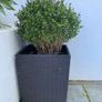 Planter with plant included Image 2