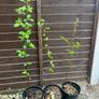 Plants Cooking Cherry - Morello - Self Fertile Image 4