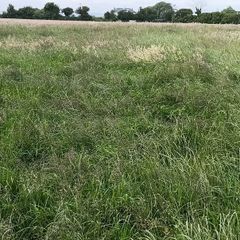 Standing crop