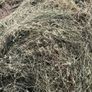 Premium Haylage for Sale  250 Bales Image 6