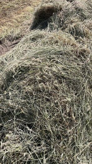 Premium Haylage for Sale  250 Bales