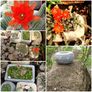 Stone Troughs.a Image 8