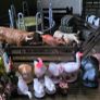 schleich farm Image 4