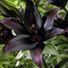 black lily