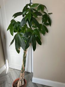 Large Braided Money Tree Plant