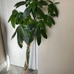 Large Braided Money Tree Plant