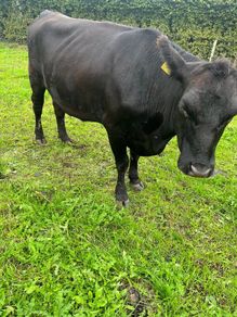 Purebred Aberdeen Angus cattle