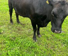 Purebred Aberdeen Angus cattle