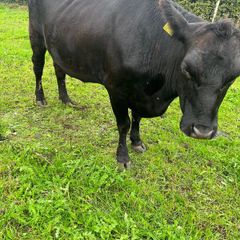 Purebred Aberdeen Angus cattle
