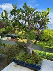 Bonsai Tree Mature Ficus Retusa