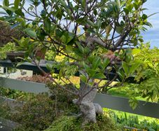 Bonsai Tree Mature Ficus Retusa