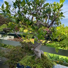 Bonsai Tree Mature Ficus Retusa