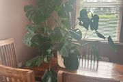 Large Monstera Plant