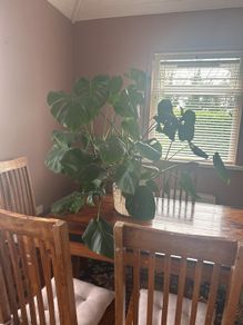 Large Monstera Plant