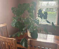 Large Monstera Plant