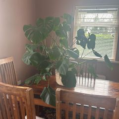 Large Monstera Plant