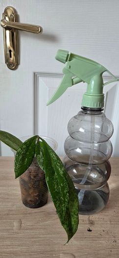 Hoya
