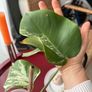 monstera variegated Image 2