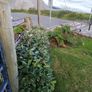 Elaeagnus Hedging Image 8