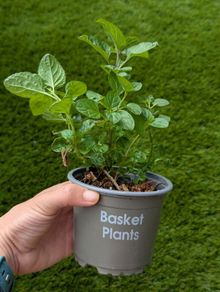 Mint plant
