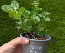 Mint plant