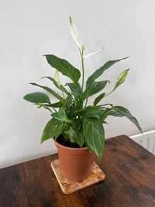 Peace lily house plant