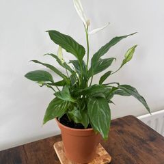Peace lily house plant