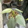 Rare houseplant Philodendron Silver Sword variegata Image 3