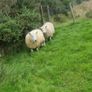 3 Age Rams (2x Cheviot + 1 Mountain Blackface Image 3