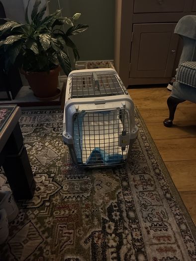 cat carrier