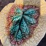 Antique Victorian Majolica Begonia Leaf Plates Image 5