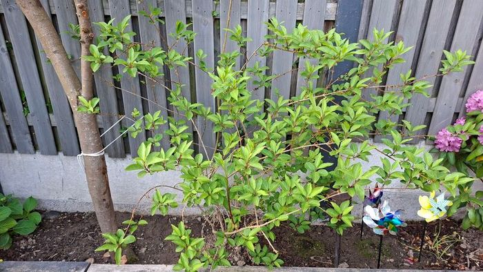 Free Trees / Shrubs