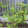 Free Trees / Shrubs Image 7