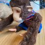 Vintage Max Carl West Germany Wind-Up Monkeys Image 10