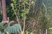 Olive Bonsai