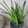 aloe vera plant Image 2