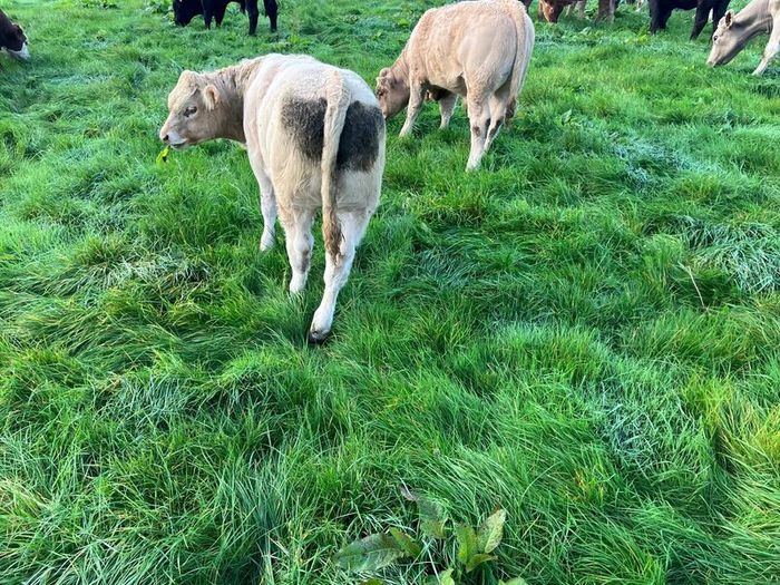Cattle