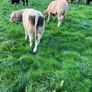 Cattle Image 7